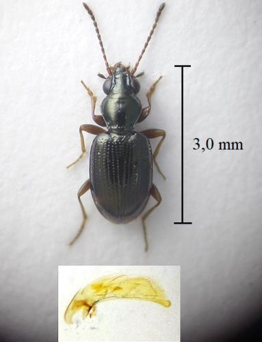 Bembidion normannum